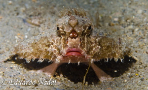 batfish by Eduardo Nadal 